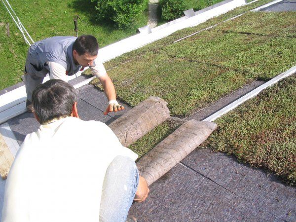 Zazelenitev poševne strehe - Končni izgled zelene poševne strehe